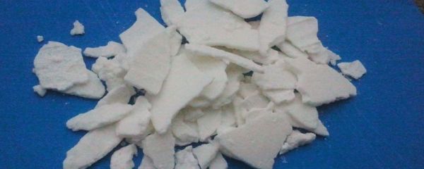 如何控制雏鸭的日常管理、环境和疾病