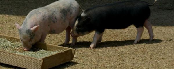 什么是养鸡最好的饲料