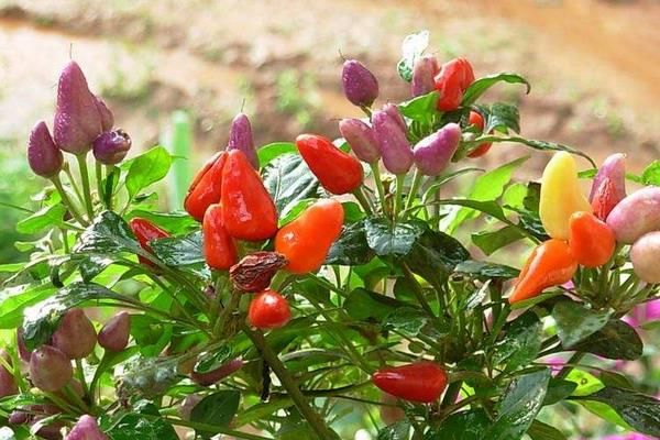 哪个项目比较好