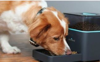 自制宠物喂食器教程，宠物生活必备！