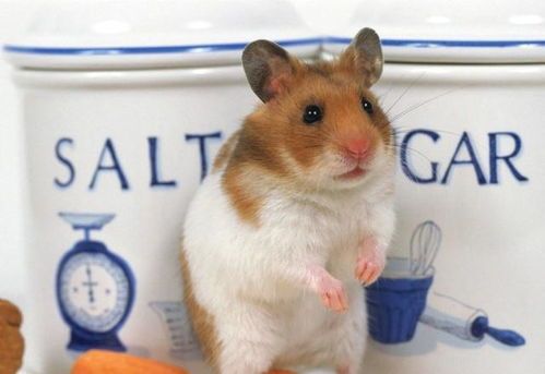 仓鼠玩具品牌大盘点,为你的小萌宠挑选最适合的玩具!