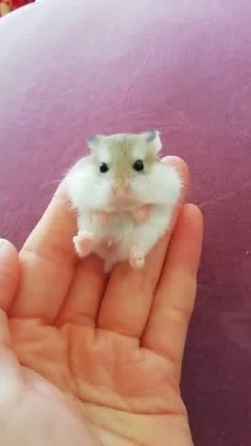 仓鼠玩具品牌大盘点,为你的小萌宠挑选最适合的玩具!