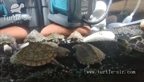 和龟如何互动的游戏有哪些,和乌龟玩的游戏