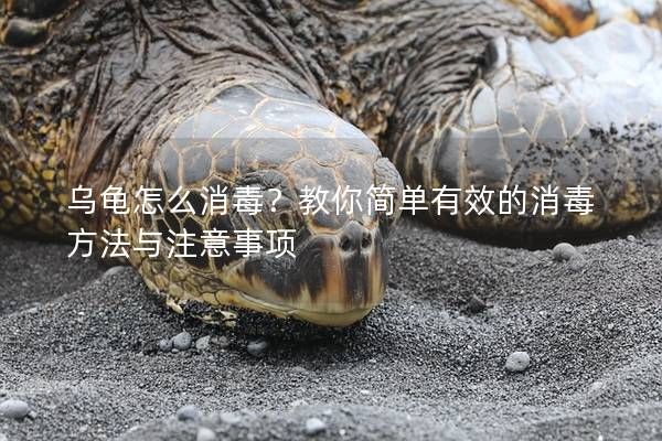 乌龟怎么消毒?教你简单有效的消毒方法与注意事项