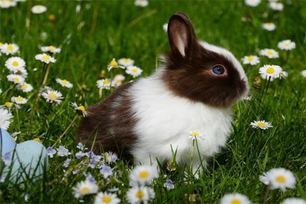 宠物龟填食的正确方法