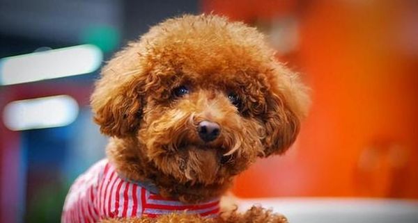 泰迪犬的健康饮食指南（营养均衡的饮食，让泰迪更健康）