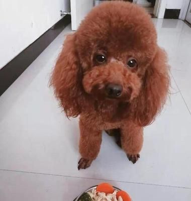 泰迪犬的健康饮食指南（营养均衡的饮食，让泰迪更健康）