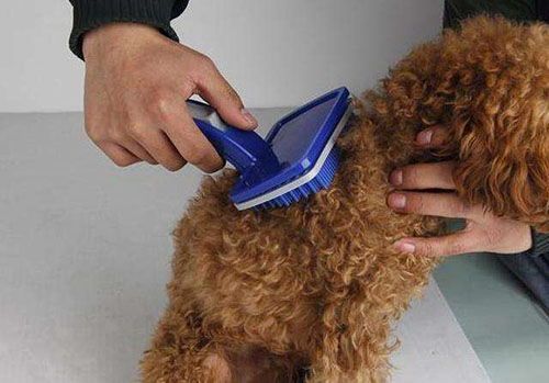 宠物狗营养摄取：八个月泰迪如何均衡饮食？