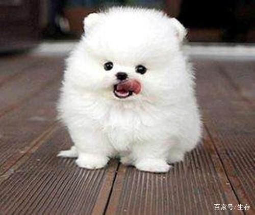 博美犬饮食：均衡营养，健康相伴