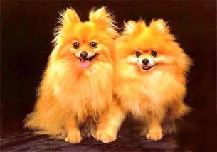 博美犬饮食：均衡营养，健康相伴