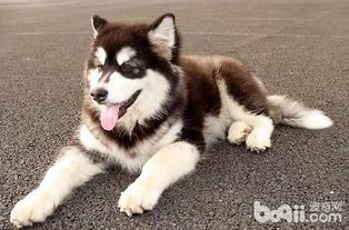 成年阿拉斯加每日食量指南：宠物饮食的明智之选