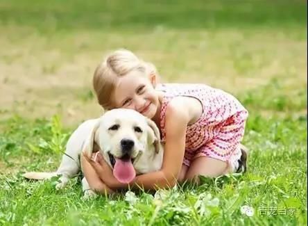 成年阿拉斯加每日食量指南：宠物饮食的明智之选
