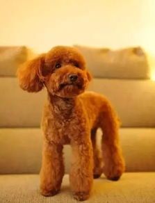 泰迪拉肚子怎么办？成年宠物护理指南