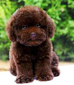 泰迪拉肚子怎么办？成年宠物护理指南