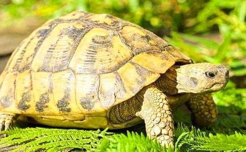 小乌龟的观察作文