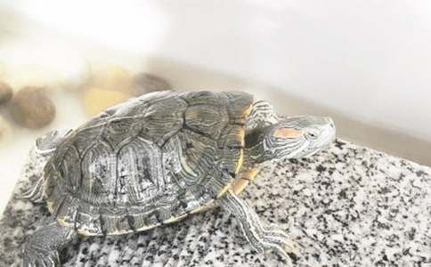 乌龟观察日记(精选21篇)