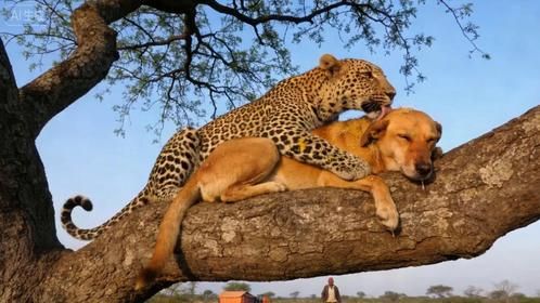 花豹抓到一只狗狗，把狗叼到树上准备进食，结果气炸了