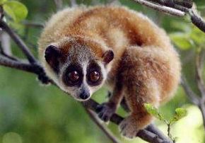 世上没有尾巴的迷你猴子——小懒猴！