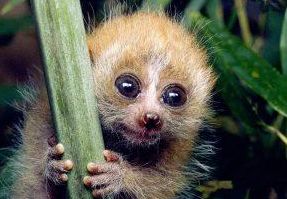 世上没有尾巴的迷你猴子——小懒猴！