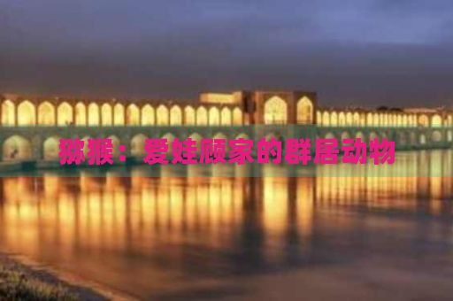 猕猴：爱娃顾家的群居动物