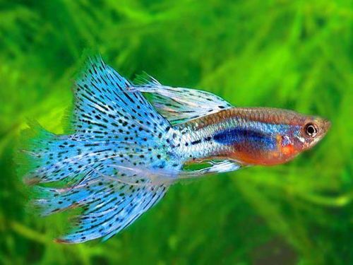 孔雀鱼水温，养鱼新手必看！