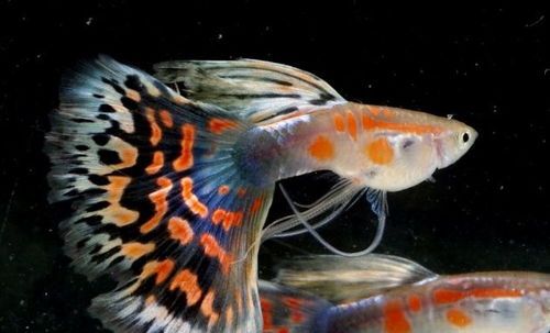 孔雀鱼水温，养鱼新手必看！