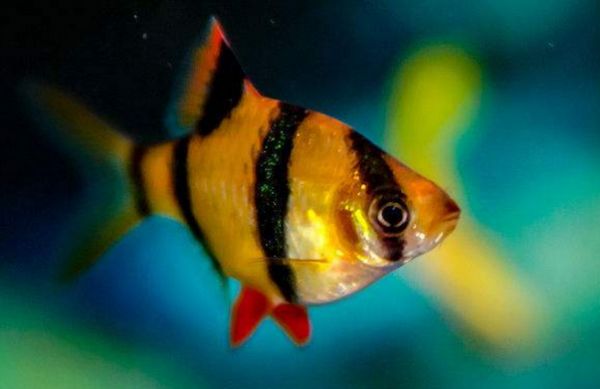 虎皮鱼温度多少合适 保持在24-28℃之间