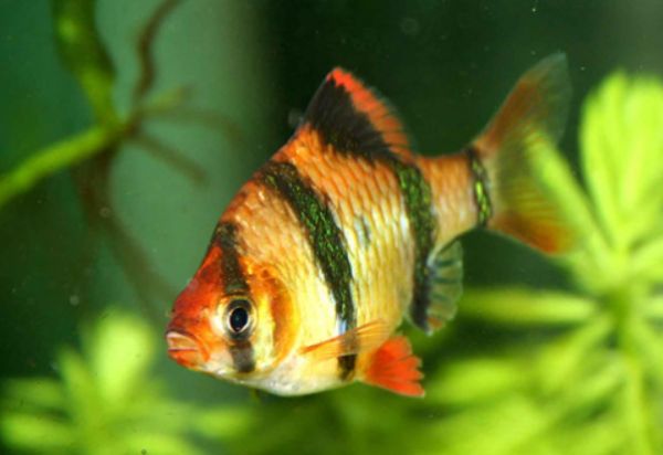 虎皮鱼温度多少合适 保持在24-28℃之间