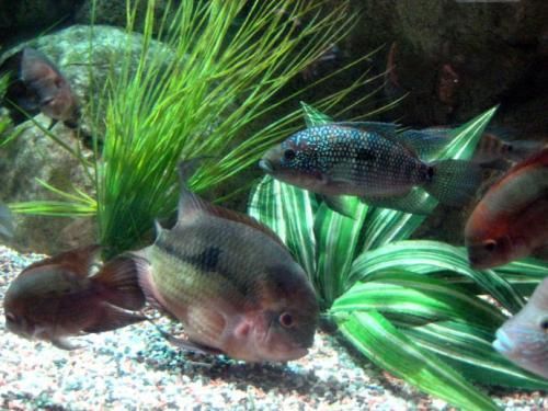 水草温度过高，宠物鱼会怎样？