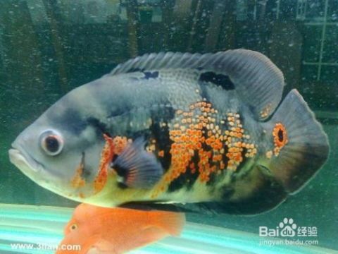 地图鱼水温，养宠必看！