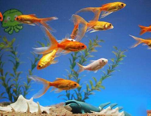 热带鱼最佳温度：25-28℃，养鱼必备！