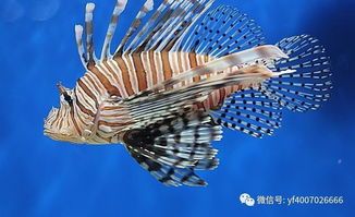 热带鱼最佳温度：25-28℃，养鱼必备！