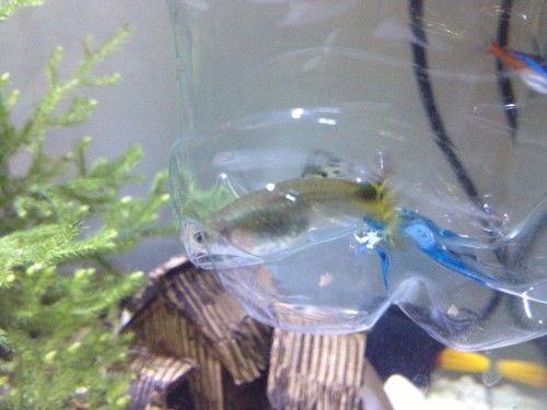 “孔雀鱼跳缸变鱼干，还能救活吗？”