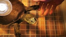 “孔雀鱼跳缸变鱼干，还能救活吗？”