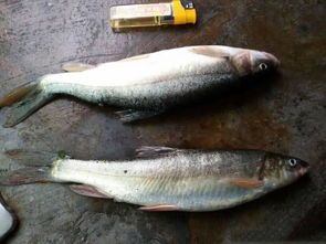 “水中精灵，优雅宠物鲥鱼”