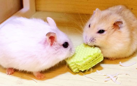 这样喂养仓鼠,它才能活得更久