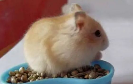 这样喂养仓鼠,它才能活得更久