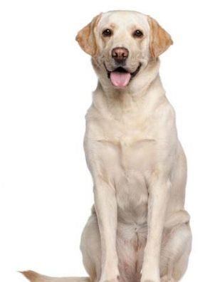 推荐宠物:适合国内家庭养的宠物种类?十大适合家庭养的宠物排行榜