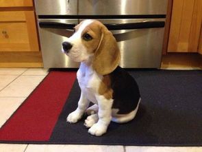 推荐宠物:适合国内家庭养的宠物种类?十大适合家庭养的宠物排行榜