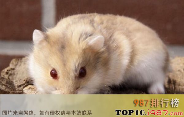 十大仓鼠品种大全之琥珀仓鼠