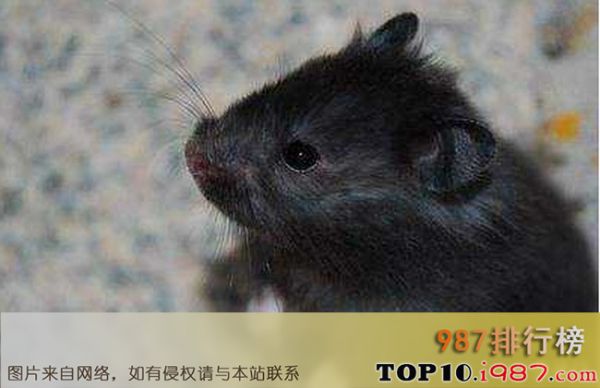 十大仓鼠品种大全之黑熊仓鼠