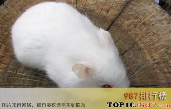 十大仓鼠品种大全之雪球仓鼠