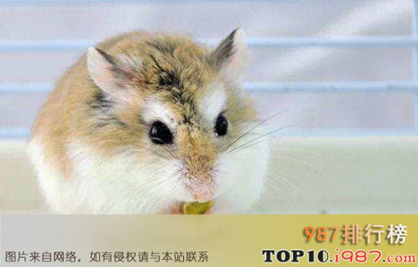 十大仓鼠品种大全之老公公仓鼠