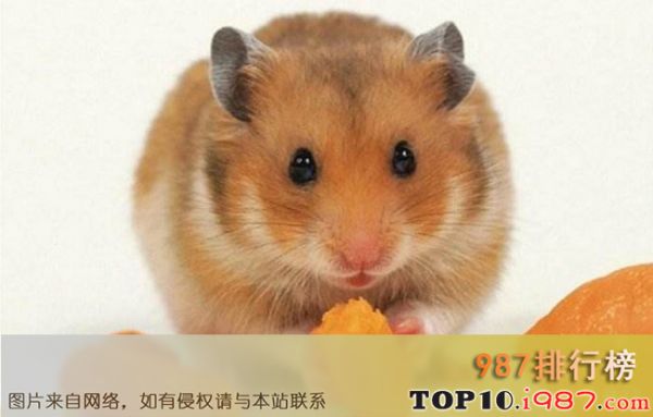 十大仓鼠品种大全之布丁仓鼠