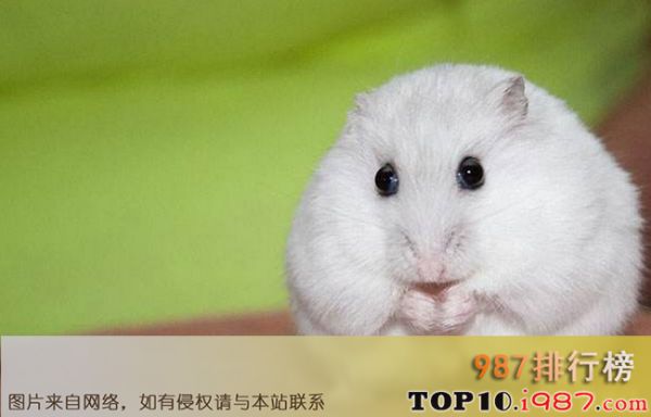 十大仓鼠品种大全之冬白仓鼠