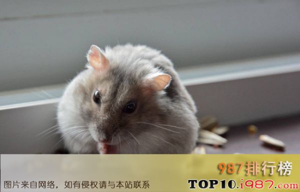 十大仓鼠品种大全之紫仓鼠