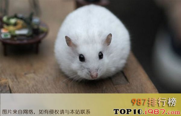 十大仓鼠品种大全之银狐仓鼠