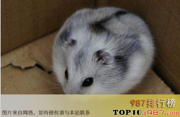 十大仓鼠品种大全之野生色仓鼠