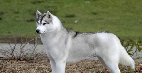 哈士奇的最佳狗粮选择（从营养需求到口感选择，让你的宠物健康又满足）