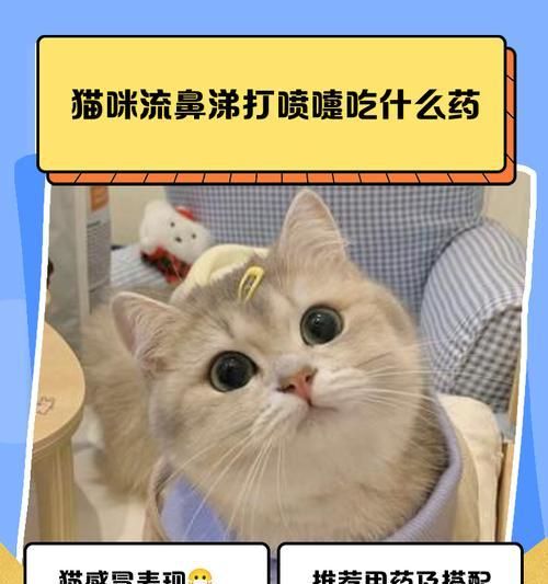 五个月猫咪适合的药品（宠物猫咪的健康护理，合适的药品选择）